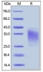 Human CD27 Ligand, His Tag on SDS-PAGE under reducing (R) condition. The gel was stained overnight with Coomassie Blue. The purity of the protein is greater than 90%.